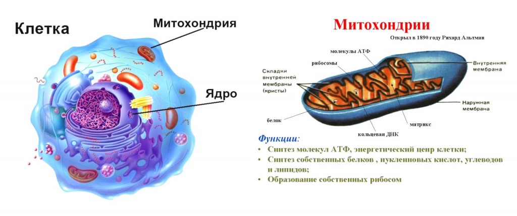 Митохондрии: расположение в клетке и функции 